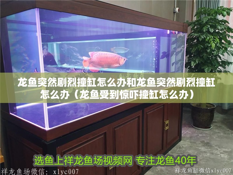 龍魚突然劇烈撞缸怎么辦和龍魚突然劇烈撞缸怎么辦（龍魚受到驚嚇撞缸怎么辦）