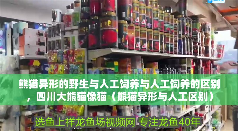 熊貓異形的野生與人工飼養與人工飼養的區別，四川大熊貓像貓（熊貓異形與人工區別）