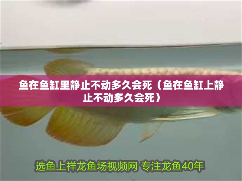 魚在魚缸里靜止不動多久會死（魚在魚缸上靜止不動多久會死）