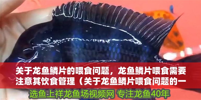 關于龍魚鱗片的喂食問題，龍魚鱗片喂食需要注意其飲食管理（關于龍魚鱗片喂食問題的一些建議）