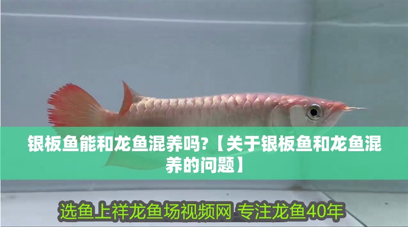 龍魚怕什么 銀板魚能和龍魚混養嗎?【關于銀板魚和龍魚混養的問題】 觀賞魚百科 銀板魚能和龍魚混養嗎?【關于銀板魚和龍魚混養的問題】 銀板魚能和龍魚混養嗎?【關于銀板魚和龍魚混養的問題】 觀賞魚百科
