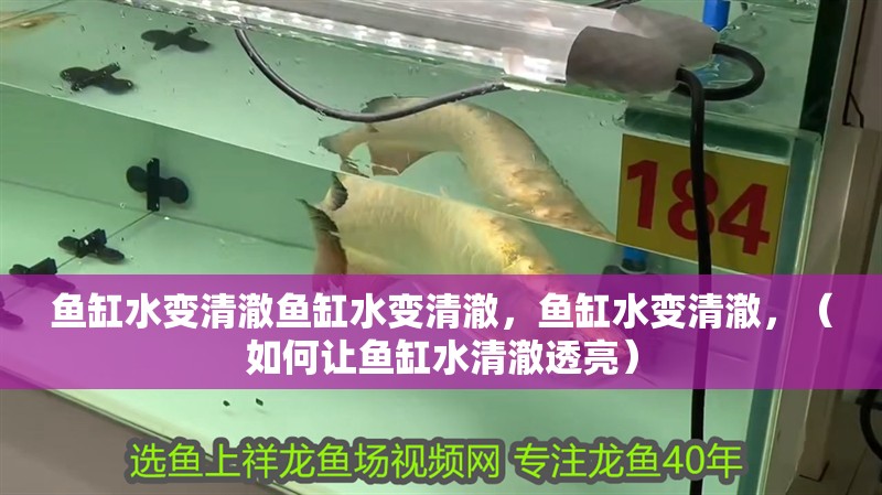 魚缸水變清澈魚缸水變清澈，魚缸水變清澈，（如何讓魚缸水清澈透亮）