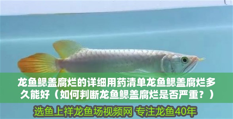 龍魚鰓蓋腐爛的詳細(xì)用藥清單龍魚鰓蓋腐爛多久能好（如何判斷龍魚鰓蓋腐爛是否嚴(yán)重？）