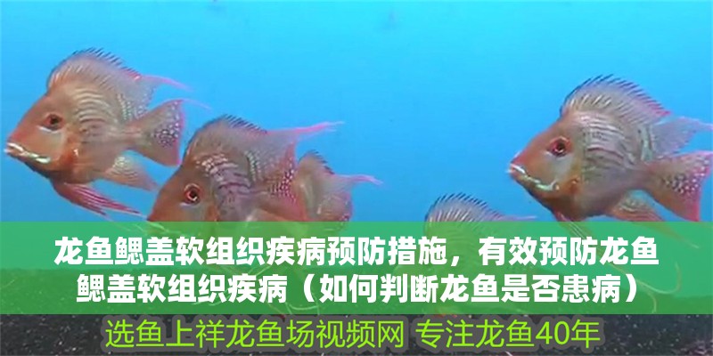 龍魚鰓蓋軟組織疾病預防措施，有效預防龍魚鰓蓋軟組織疾病（如何判斷龍魚是否患病） 龍魚鰓蓋軟組織疾病預防措施，有效預防龍魚鰓蓋軟組織疾病（如何判斷龍魚是否患病） 龍魚百科