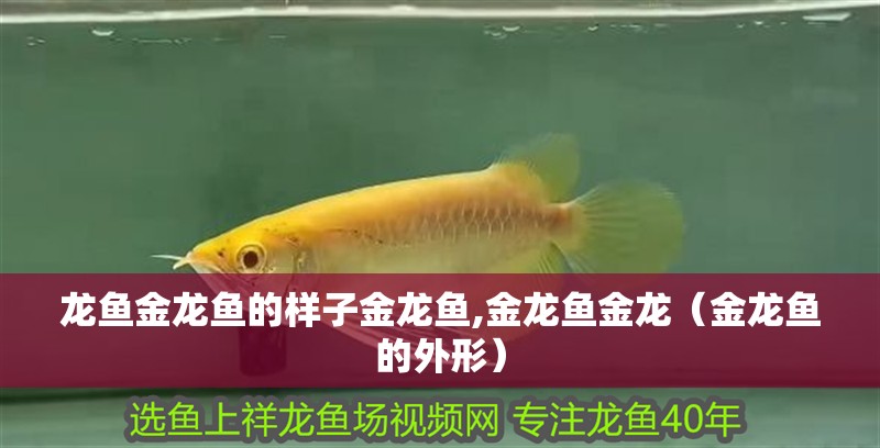 龍魚金龍魚的樣子金龍魚,金龍魚金龍（金龍魚的外形）