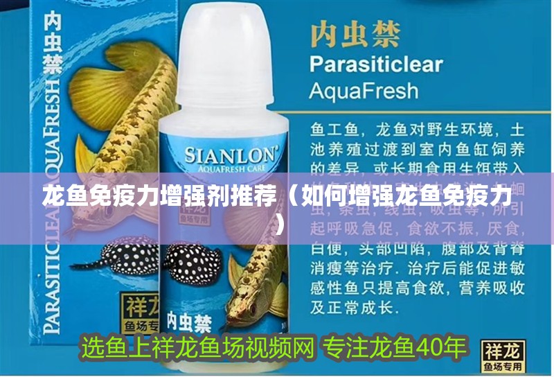 龍魚免疫力增強劑推薦（如何增強龍魚免疫力）