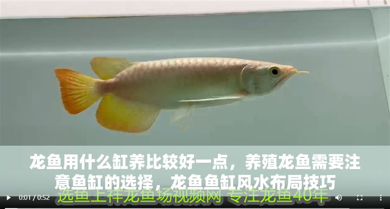龍魚用什么缸養(yǎng)比較好一點，養(yǎng)殖龍魚需要注意魚缸的選擇，龍魚魚缸風(fēng)水布局技巧