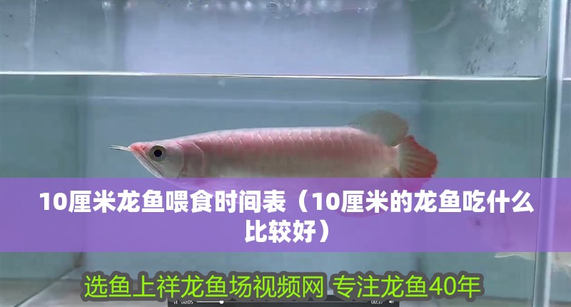 10厘米龍魚喂食時(shí)間表（10厘米的龍魚吃什么比較好）