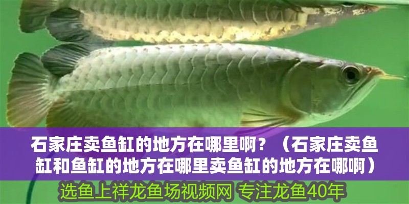 石家莊賣魚缸的地方在哪里啊？（石家莊賣魚缸和魚缸的地方在哪里賣魚缸的地方在哪啊）
