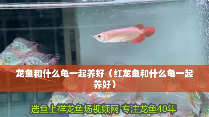 龍魚和什么龜一起養好（紅龍魚和什么龜一起養好）