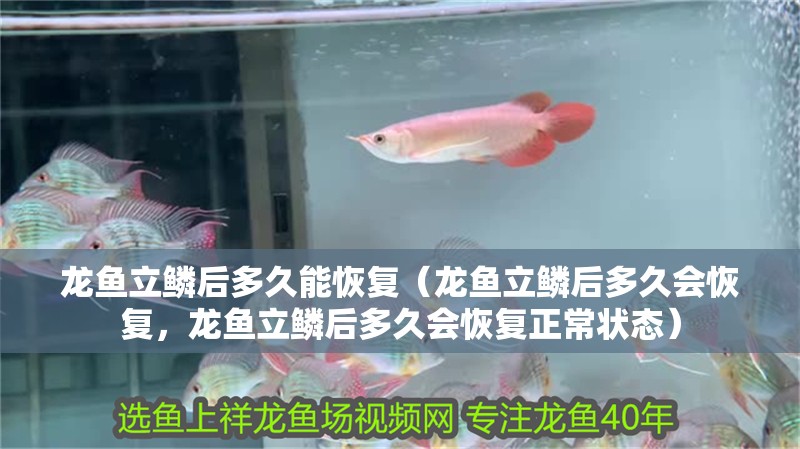 龍魚立鱗后多久能恢復（龍魚立鱗后多久會恢復，龍魚立鱗后多久會恢復正常狀態）