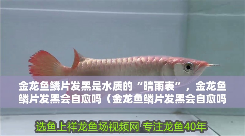 金龍魚鱗片發黑是水質的“晴雨表”，金龍魚鱗片發黑會自愈嗎（金龍魚鱗片發黑會自愈嗎金龍魚鱗片發黑會自愈嗎）