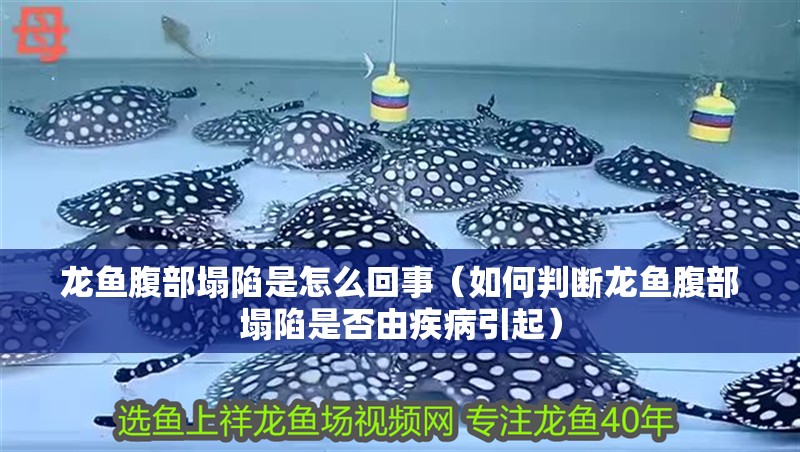 龍魚腹部塌陷是怎么回事（如何判斷龍魚腹部塌陷是否由疾病引起）