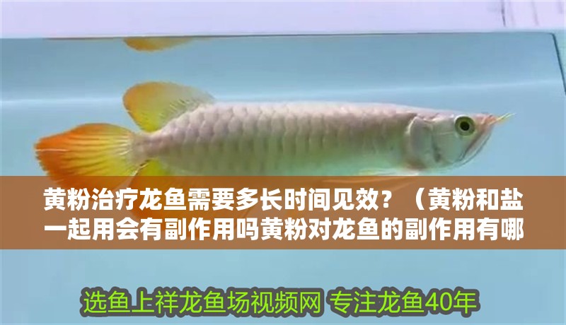 黃粉治療龍魚需要多長時間見效？（黃粉和鹽一起用會有副作用嗎黃粉對龍魚的副作用有哪些）