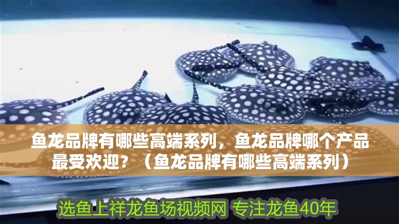 魚龍品牌有哪些高端系列，魚龍品牌哪個產品最受歡迎？（魚龍品牌有哪些高端系列）
