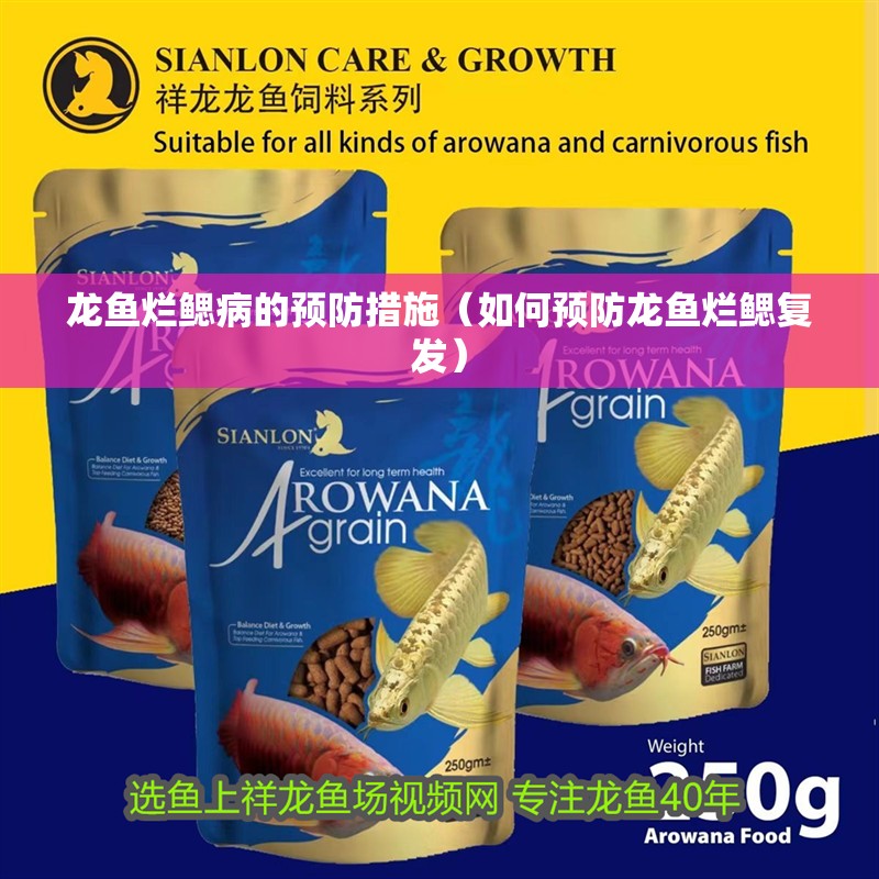 龍魚爛鰓病的預(yù)防措施（如何預(yù)防龍魚爛鰓復(fù)發(fā)）