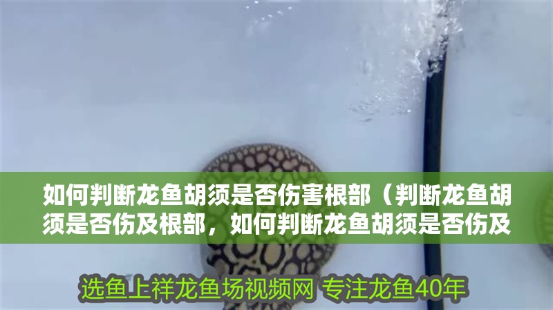 如何判斷龍魚胡須是否傷害根部（判斷龍魚胡須是否傷及根部，如何判斷龍魚胡須是否傷及根部）