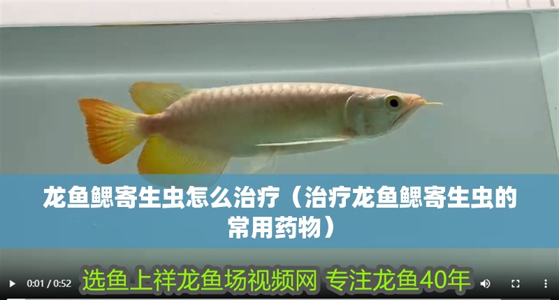 龍魚鰓寄生蟲怎么治療（治療龍魚鰓寄生蟲的常用藥物）