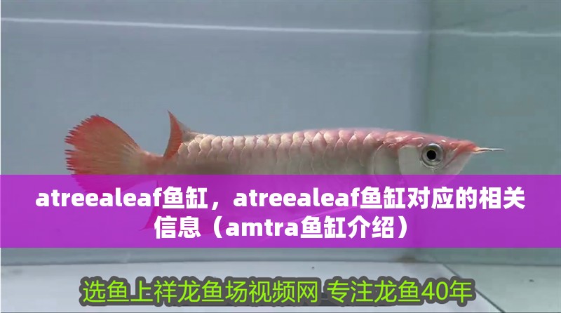 魚缸過濾器選購指南:自制魚缸過濾器魚缸上置過濾器對于養魚愛好者的必備知識 atreealeaf魚缸,atreealeaf魚缸對應的相關信息(amtra魚缸介紹) 觀賞魚百科 atreealeaf魚缸,atreealeaf魚缸對應的相關信息(amtra魚缸介紹) atreealeaf魚缸,atreealeaf魚缸對應的相關信息(amtra魚缸介紹) 觀賞魚百科