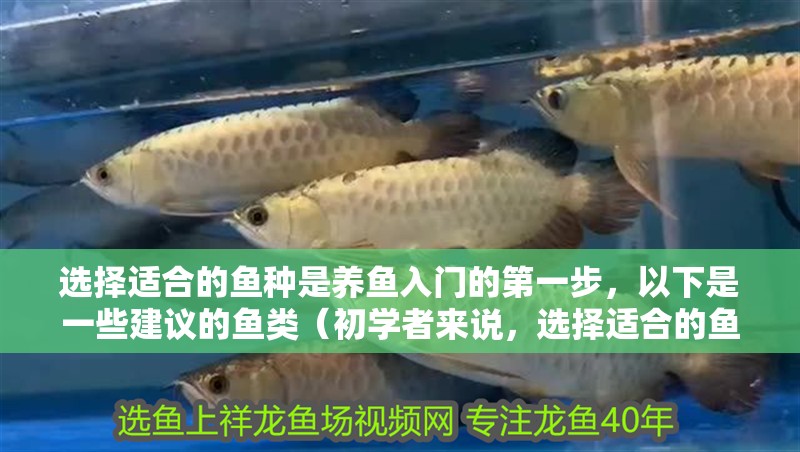 選擇適合的魚種是養魚入門的第一步，以下是一些建議的魚類（初學者來說，選擇適合的魚種是養魚入門的第一步）