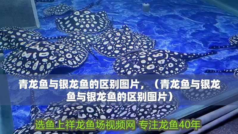 青龍魚與銀龍魚的區別圖片，（青龍魚與銀龍魚與銀龍魚的區別圖片）