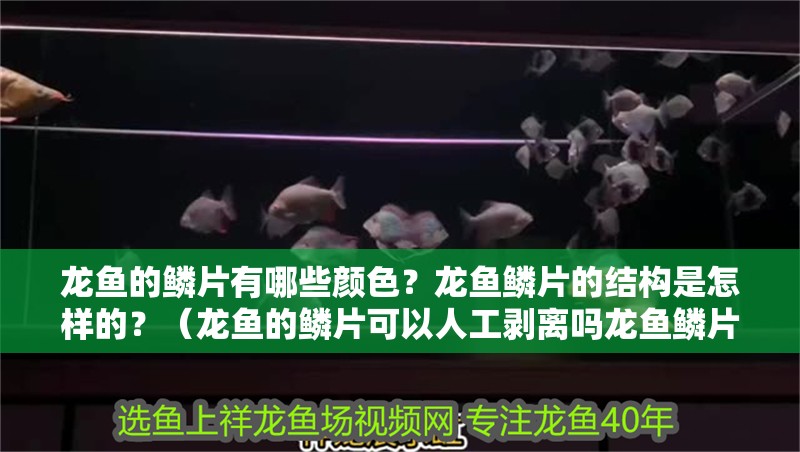 龍魚的鱗片有哪些顏色？龍魚鱗片的結構是怎樣的？（龍魚的鱗片可以人工剝離嗎龍魚鱗片的結構是怎樣的）