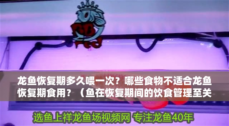 鸚鵡魚和銀龍魚混養怎樣喂食 龍魚恢復期多久喂一次?哪些食物不適合龍魚恢復期食用?(魚在恢復期間的飲食管理至關重要,因為合適的食物可以加速康復) 龍魚百科 龍魚恢復期多久喂一次?哪些食物不適合龍魚恢復期食用?(魚在恢復期間的飲食管理至關重要,因為合適的食物可以加速康復) 龍魚恢復期多久喂一次?哪些食物不適合龍魚恢復期食用?(魚在恢復期間的飲食管理至關重要,因為合適的食物可以加速康復) 龍魚百科