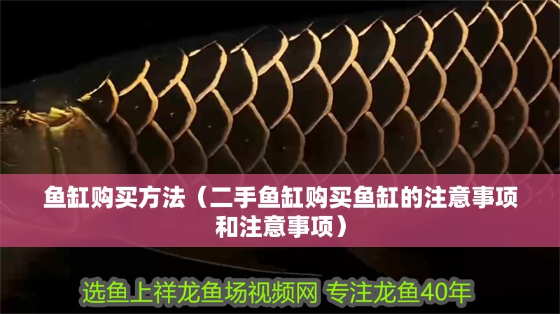 魚缸購買方法（二手魚缸購買魚缸的注意事項和注意事項）