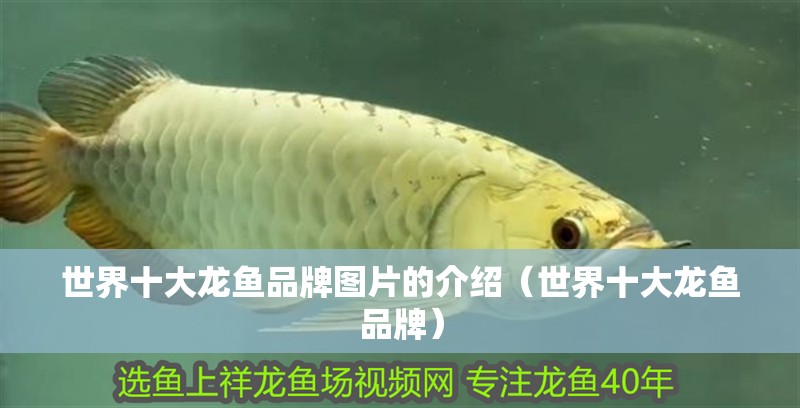 世界十大龍魚品牌圖片的介紹（世界十大龍魚品牌）