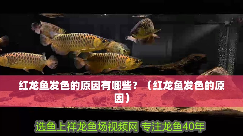 紅龍魚發色的原因有哪些？（紅龍魚發色的原因）