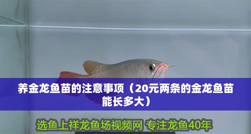 養金龍魚苗的注意事項（20元兩條的金龍魚苗能長多大）