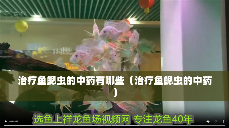 治療魚鰓蟲的中藥有哪些（治療魚鰓蟲的中藥） 治療魚鰓蟲的中藥有哪些（治療魚鰓蟲的中藥） 龍魚百科