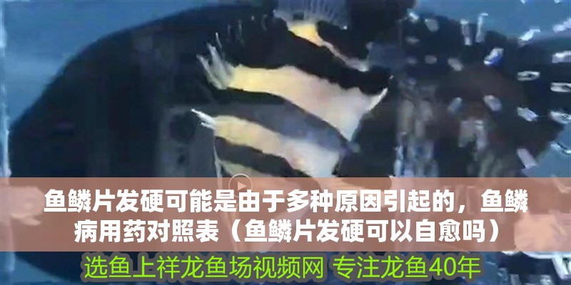 魚鱗片發(fā)硬可能是由于多種原因引起的，魚鱗病用藥對照表（魚鱗片發(fā)硬可以自愈嗎）