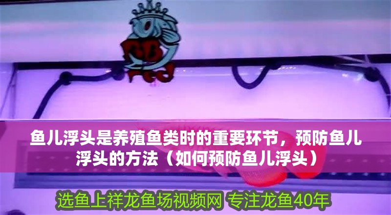 魚兒浮頭是養殖魚類時的重要環節，預防魚兒浮頭的方法（如何預防魚兒浮頭）