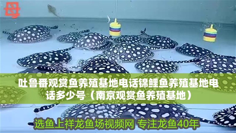 吐魯番觀賞魚養殖基地電話錦鯉魚養殖基地電話多少號（南京觀賞魚養殖基地）