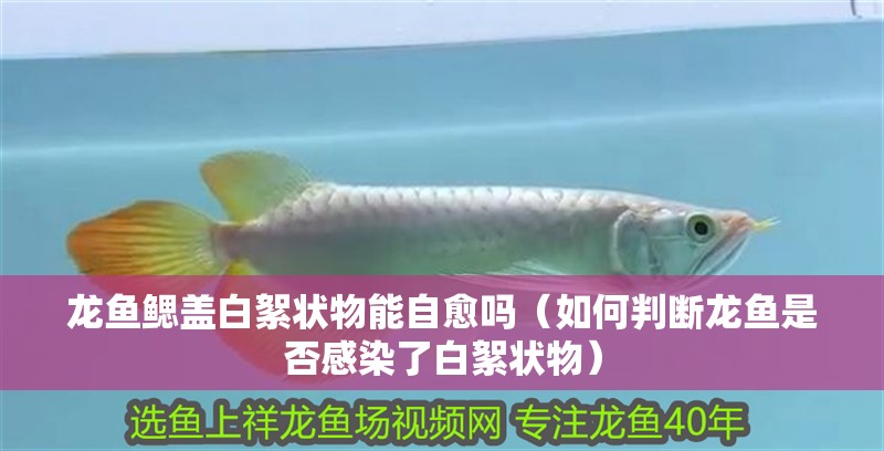 龍魚鰓蓋白絮狀物能自愈嗎（如何判斷龍魚是否感染了白絮狀物）