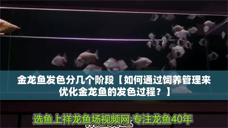 金龍魚發色分幾個階段【如何通過飼養管理來優化金龍魚的發色過程？】