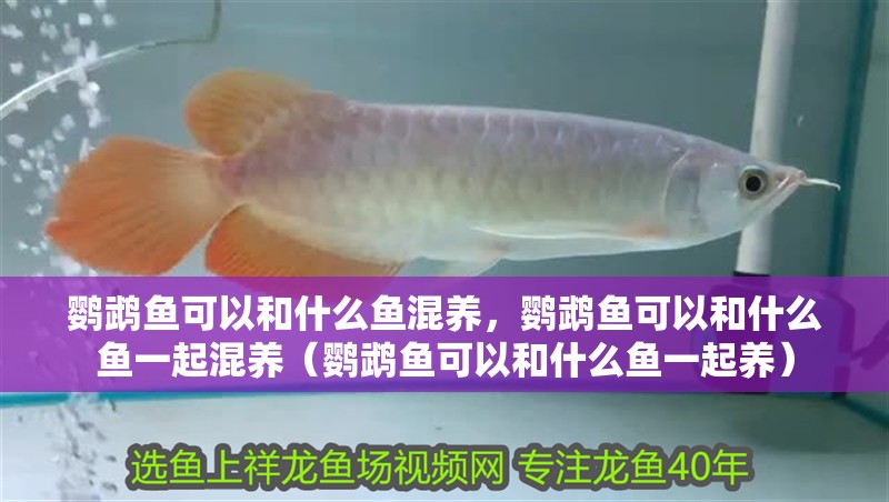 鸚鵡魚可以和什么魚混養(yǎng)，鸚鵡魚可以和什么魚一起混養(yǎng)（鸚鵡魚可以和什么魚一起養(yǎng)）