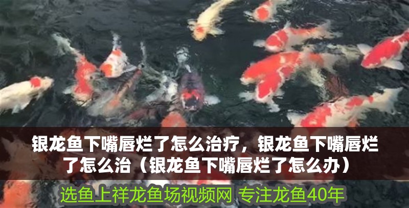 銀龍魚下嘴唇爛了怎么治療，銀龍魚下嘴唇爛了怎么治（銀龍魚下嘴唇爛了怎么辦）