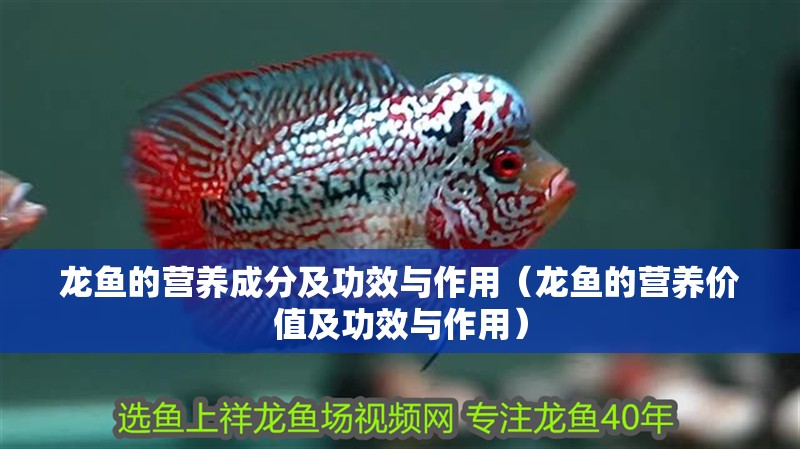 龍魚的營養(yǎng)成分及功效與作用（龍魚的營養(yǎng)價(jià)值及功效與作用）