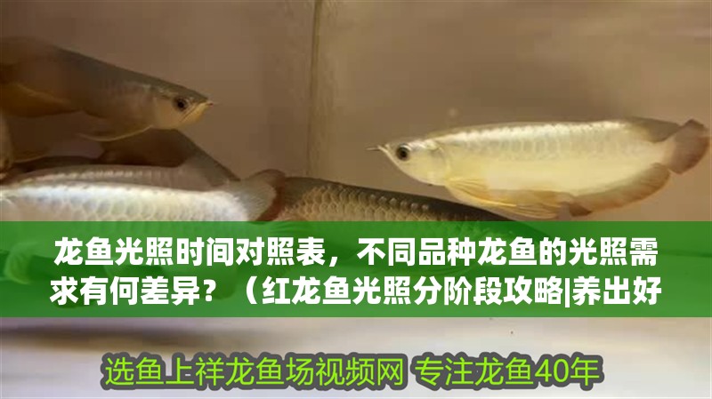 龍魚光照時間對照表，不同品種龍魚的光照需求有何差異？（紅龍魚光照分階段攻略|養出好狀態）
