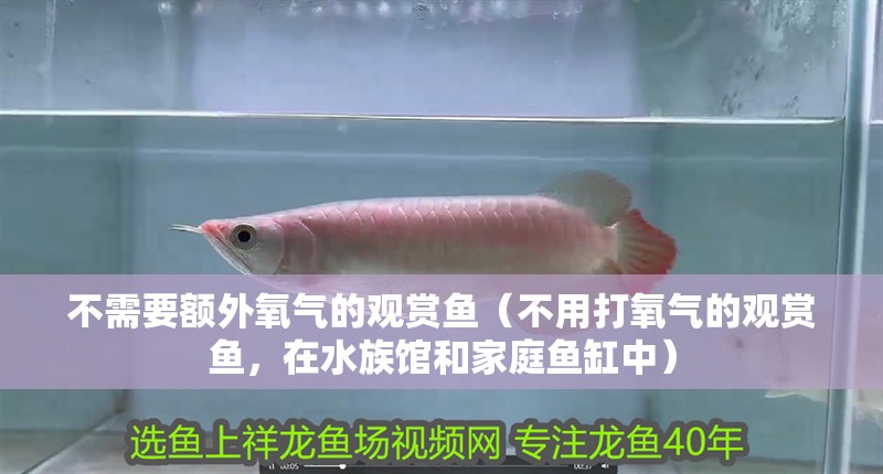 不需要額外氧氣的觀賞魚（不用打氧氣的觀賞魚，在水族館和家庭魚缸中） 不需要額外氧氣的觀賞魚（不用打氧氣的觀賞魚，在水族館和家庭魚缸中） 觀賞魚百科