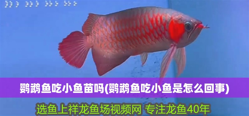鸚鵡魚吃小魚苗嗎(鸚鵡魚吃小魚是怎么回事)