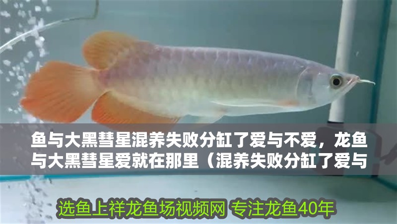 魚與大黑彗星混養失敗分缸了愛與不愛，龍魚與大黑彗星愛就在那里（混養失敗分缸了愛與不愛）