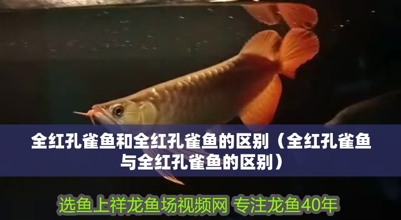 全紅孔雀魚和全紅孔雀魚的區別（全紅孔雀魚與全紅孔雀魚的區別）