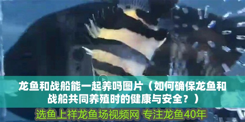 龍魚和戰(zhàn)船能一起養(yǎng)嗎圖片（如何確保龍魚和戰(zhàn)船共同養(yǎng)殖時的健康與安全？）
