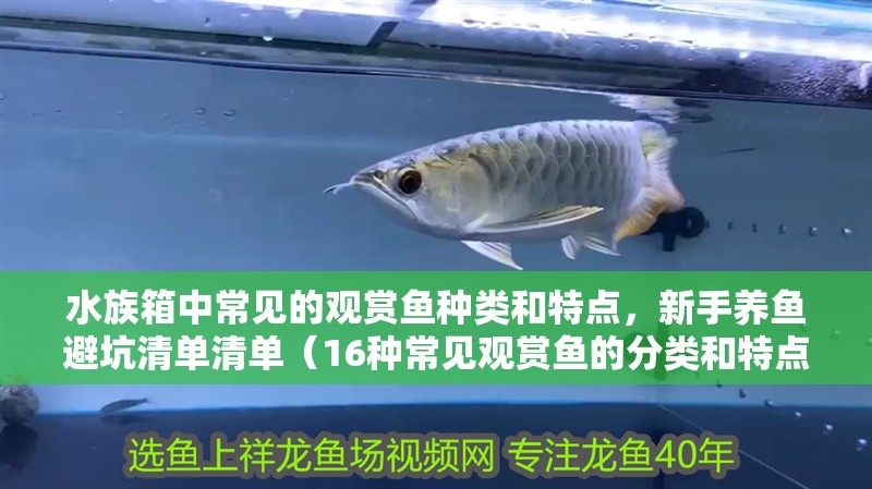 水族箱中常見的觀賞魚種類和特點，新手養魚避坑清單清單（16種常見觀賞魚的分類和特點）