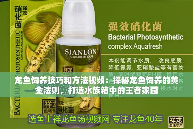 龍魚飼養技巧和方法視頻：探秘龍魚飼養的黃金法則，打造水族箱中的王者家園
