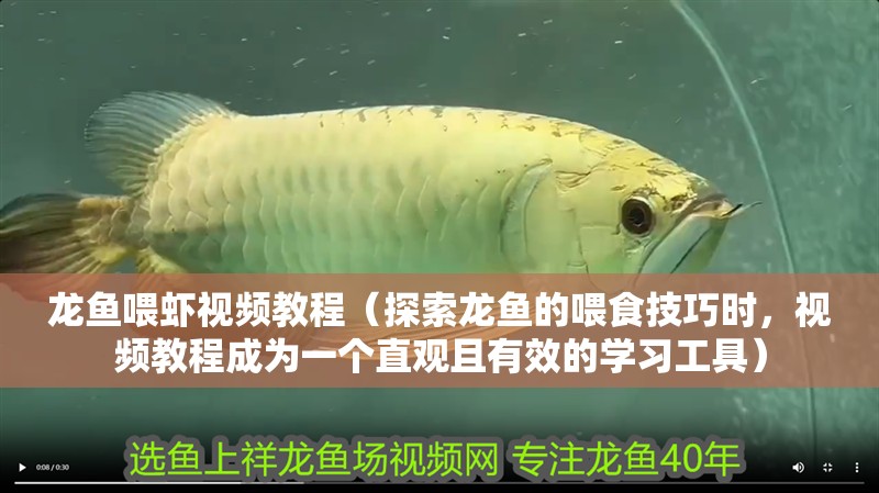 龍魚喂蝦視頻教程（探索龍魚的喂食技巧時，視頻教程成為一個直觀且有效的學習工具）