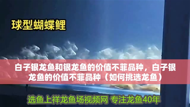 白子銀龍魚和銀龍魚的價值不菲品種，白子銀龍魚的價值不菲品種（如何挑選龍魚）
